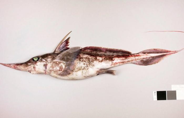 Pacific: Discovery of a new species of ghost shark