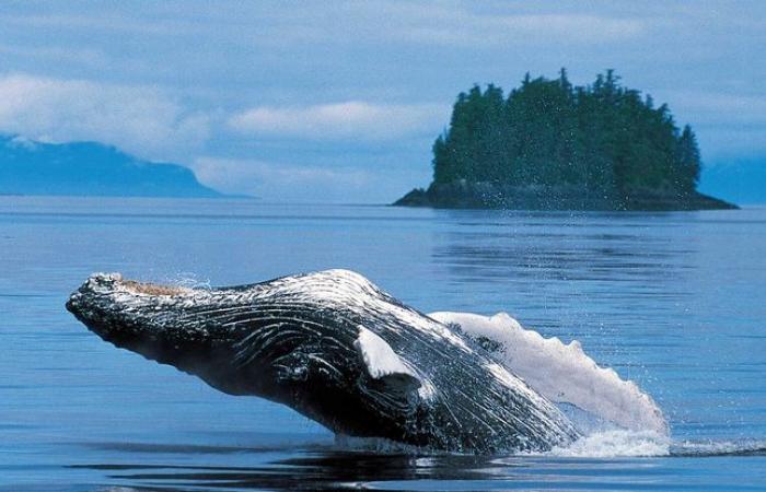 This “Shazam of whales” allows you to identify a species from its song