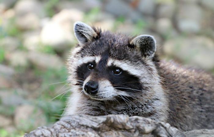 International Raccoon Day: Why is it an invasive species?