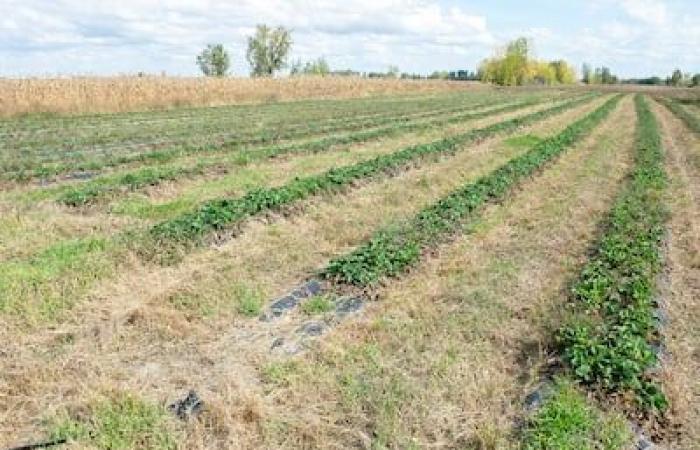 Vegetables picked a month early: a dream autumn for market gardeners