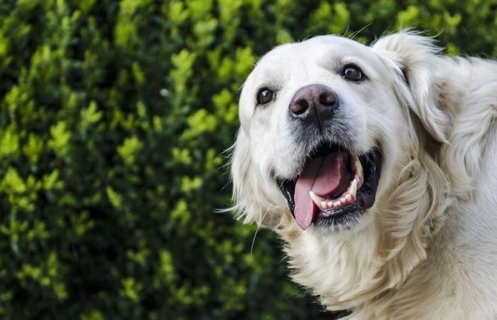 A whole day dedicated to dogs, “man’s best friends” at the Parc de la Victoire in Millau