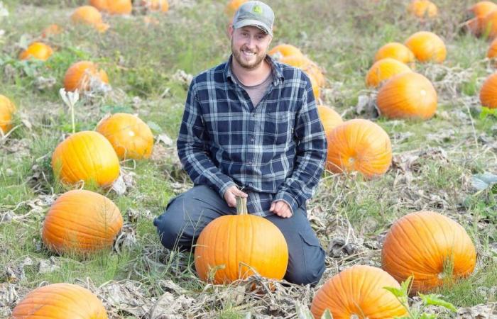 Vegetables picked a month early: a dream autumn for market gardeners