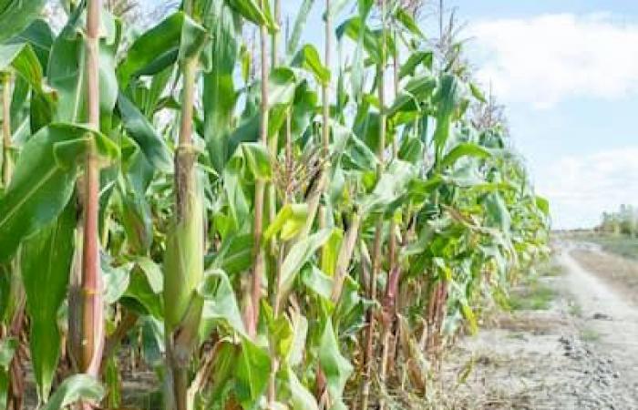 Vegetables picked a month early: a dream autumn for market gardeners