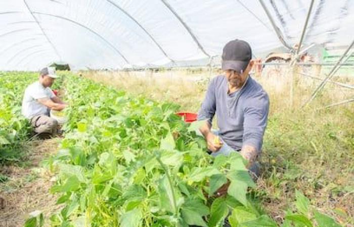 Vegetables picked a month early: a dream autumn for market gardeners