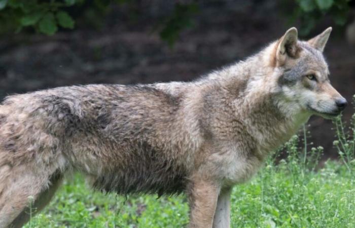 European Union gives green light to reduce wolf protection