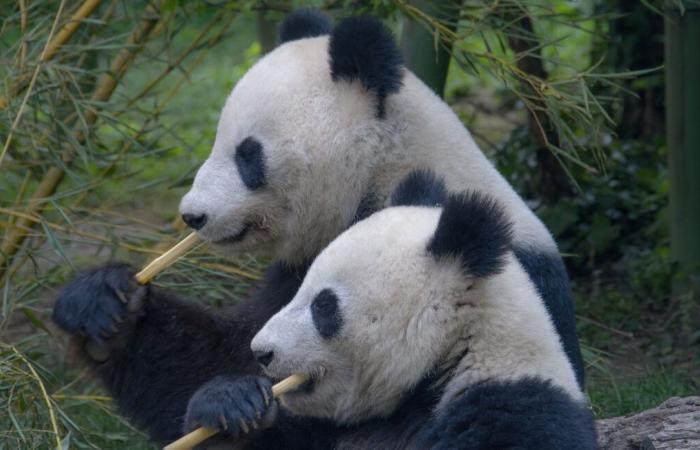 Covid-19, inflation… Pandas loaned to Finland will return to China because they cost too much