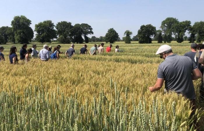 In Ille-et-Vilaine, they are working on a new sector of organic Breton biscuits