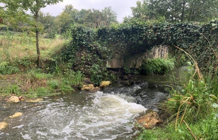 In Yvelines, this stream has regained its splendor thanks to ecological restoration