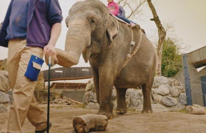 Elephant rides at Knie Zoo spark controversy – rts.ch