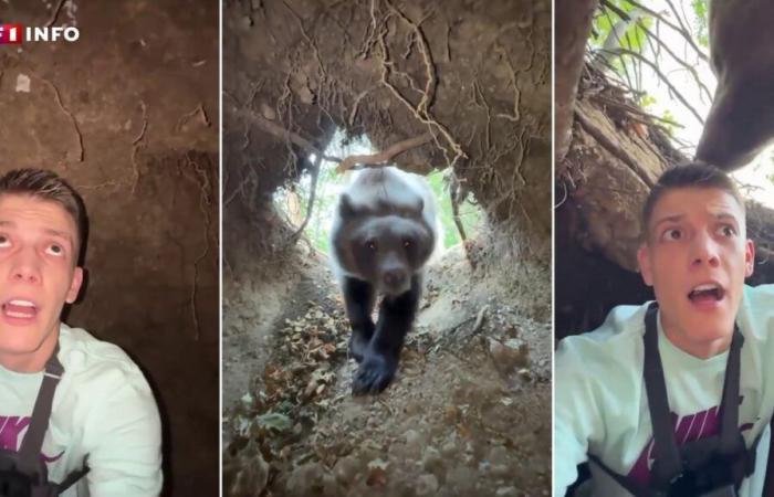 Is This Viral Video Of A Young Man Facing A Bear Authentic?