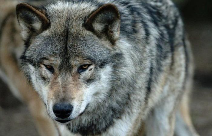 “As long as the attacks continue, the fight continues…”: Cercle 12 breeders satisfied with the possible lowering of wolf protection in Europe