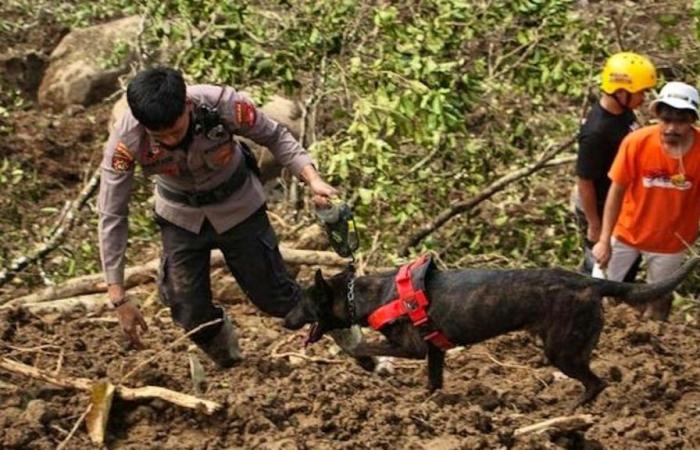 Indonesia: dramatic landslide in a gold mine