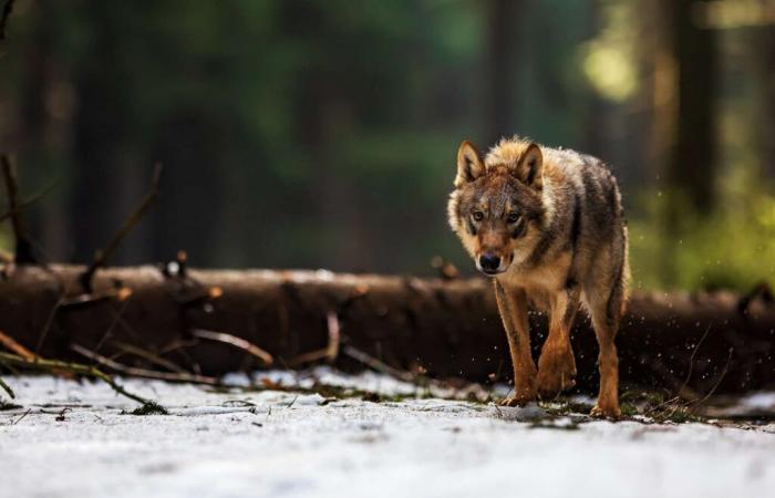 Rather than promoting coexistence with wolves, the European Union supports their culling!