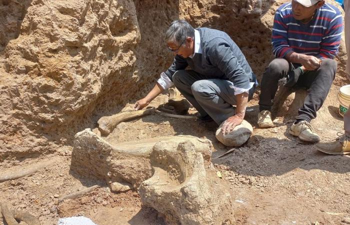 Peru | Discovery of the remains of three mastodons over 11,000 years old in the Andes