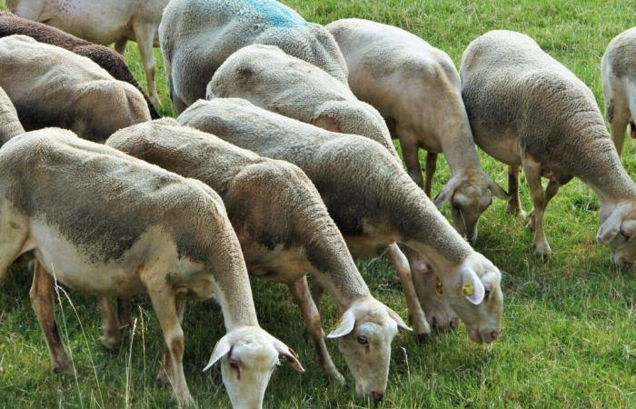 in Calvados, the stress of this dairy sheep breeder