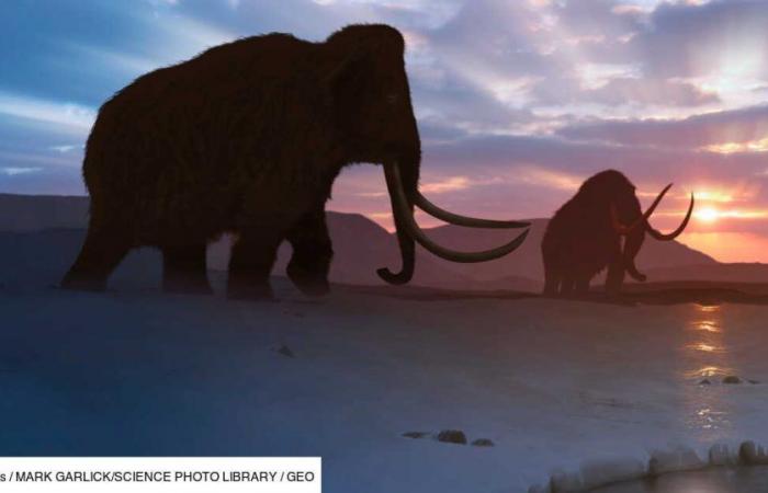 Pollen allergies may have got the better of woolly mammoths, study finds