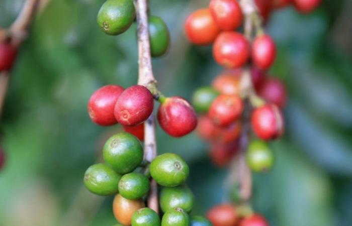 Climate change on the price of coffee