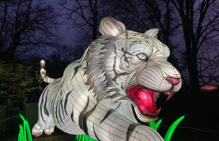 At nightfall, 60 lit structures light up in this animal park in Morbihan