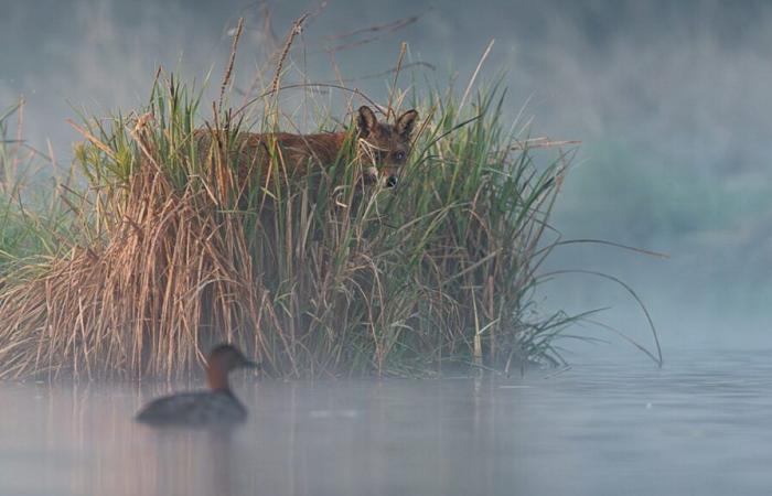 conference from a wildlife photographer on the floating hide