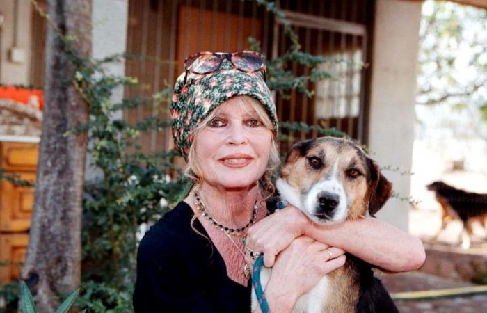 Brigitte Bardot celebrates her 90th birthday, including 50 years of fighting for animals