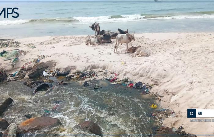 SENEGAL- SANITATION / Thiaroye-sur-mer: a private company and its partners initiate a beach cleaning day – Senegalese press agency