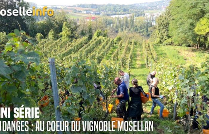 Mini series – Harvest: in the heart of the Moselle vineyard