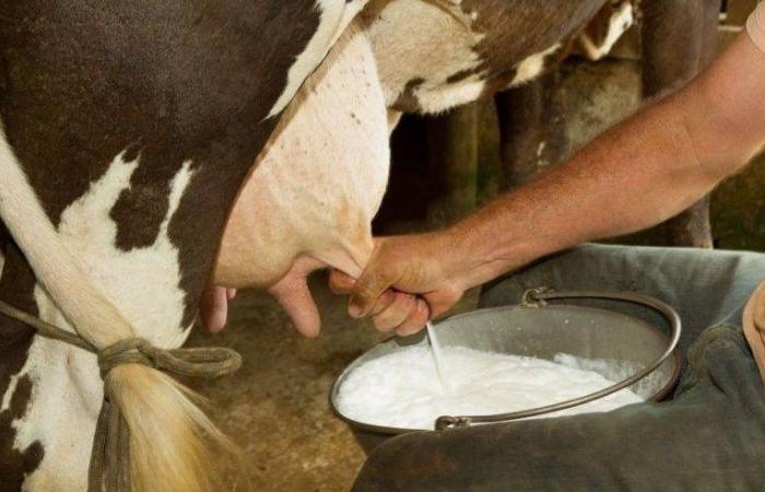 Drought and imports threaten dairy farmers