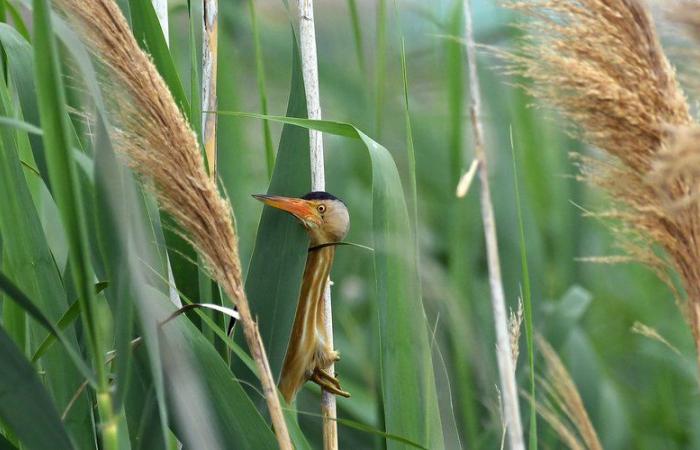 Pyrénées-Orientales: the Déclic nature photo competition delivered its verdict in Prades