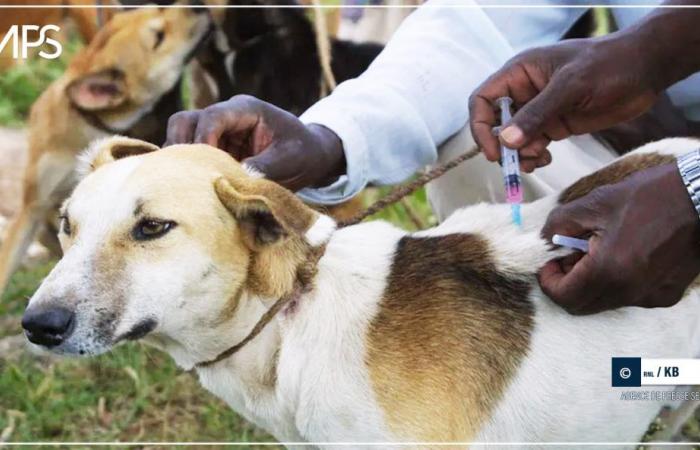 SENEGAL- SANTE / Fatick: two cases of rabies recorded between 2023 and 2024 – Senegalese press agency