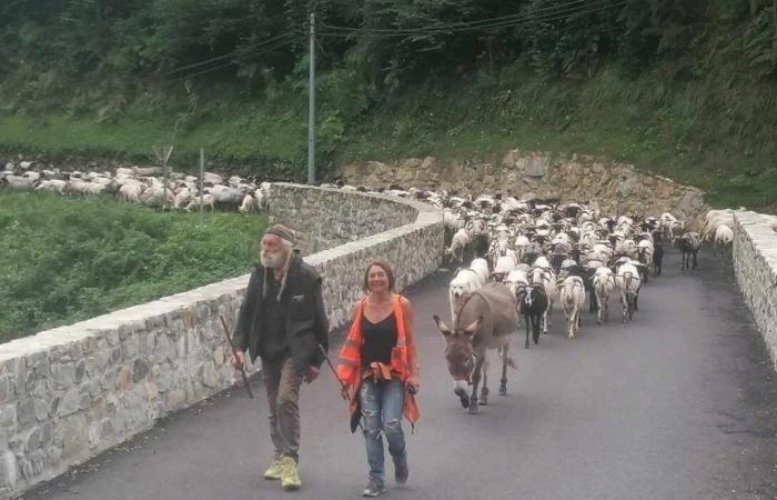 To celebrate the return of the transhumance of 350 sheep, this village in Gironde is celebrating