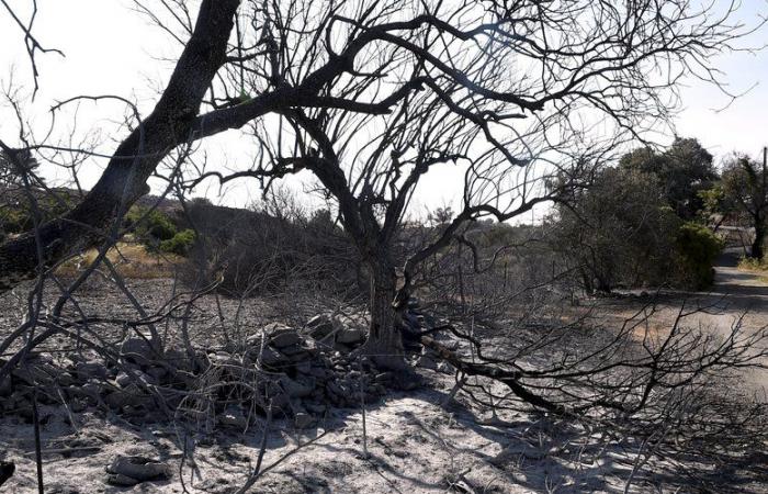 How to protect the Gardiole massif from fires, the elected representatives of the Agglo are looking for solutions