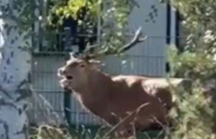 VIDEO. Tracked by hunters, the exhausted deer takes refuge near the police station and finally saves his life.