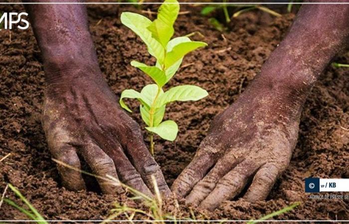 SENEGAL- REFORESTATION-INITIATIVE / Dagana: 350 trees planted in several areas of the commune of Gnith – Senegalese press agency