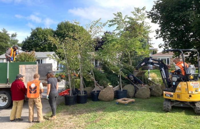 A future forest planted in a Vanier schoolyard