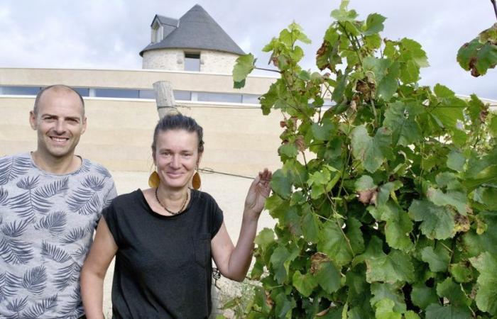 In Morbihan, Breton wine is on the rise