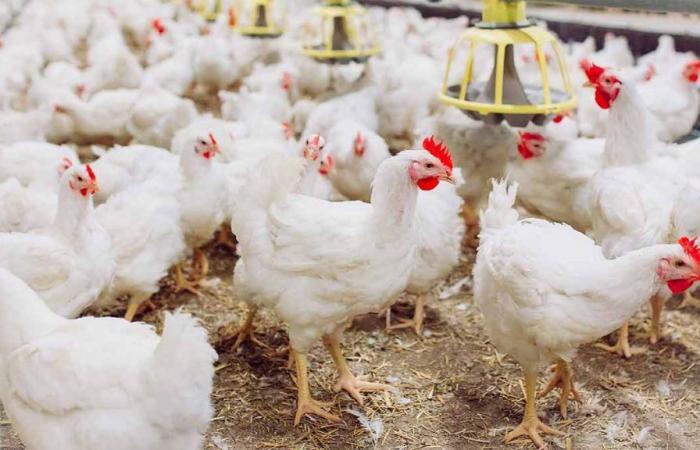 Algeria: Live chicken prices stabilize