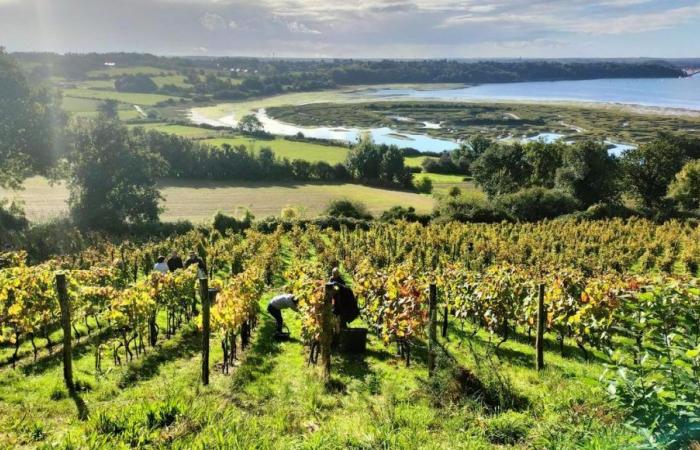 IN PICTURES: in the harvest of the amateur winegrowers of Mont Garrot, in Saint-Suliac in Ille-et-Vilaine