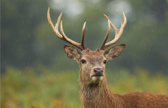 Tracked by a hunting crew, a deer takes refuge in front of the gendarmerie