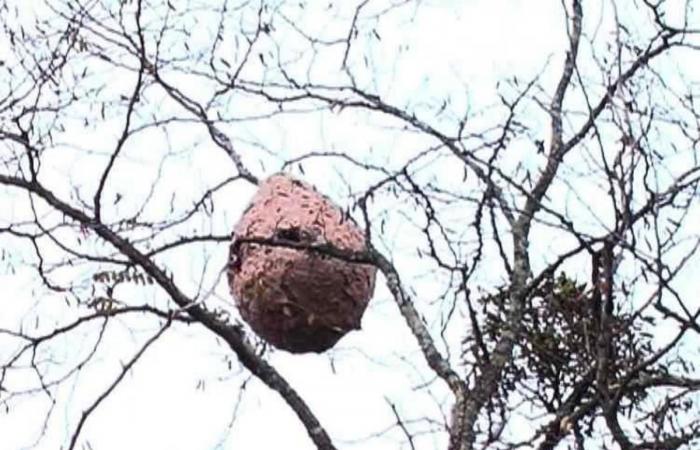 when “Sud Ouest” followed the Chinese trail of the first hornet to arrive in France via Lot-et-Garonne