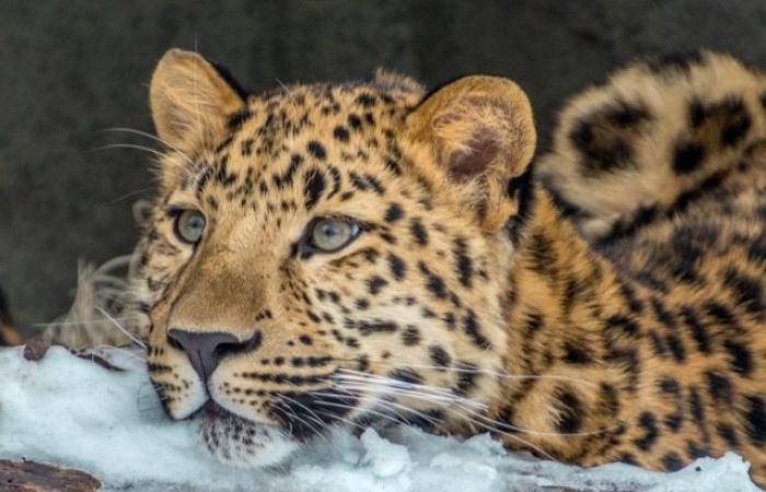 Here are the 10 most endangered species in the world