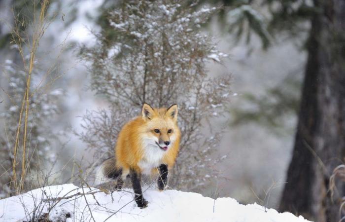 “It’s snowing on the pianist”, by Claudie Hunzinger: Maître Renard is a music lover