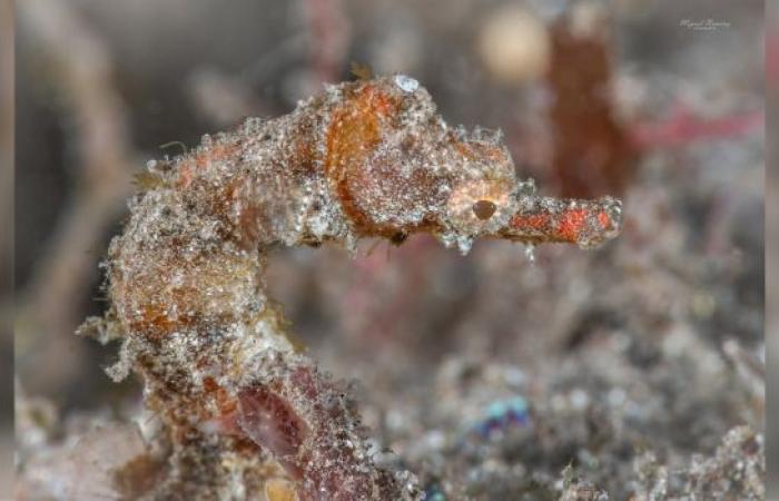 Discovery of a very rare seahorse in Reunion: it has only been observed twice in the world before!