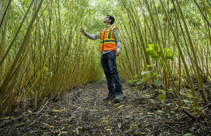 Blue planet, green ideas | Reforest with autumn leaves