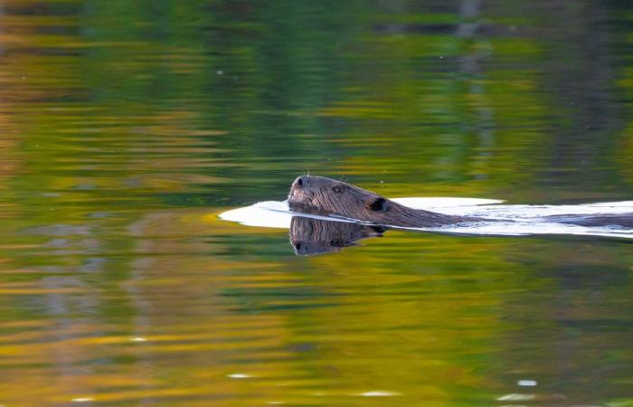 Beavers to protect biodiversity