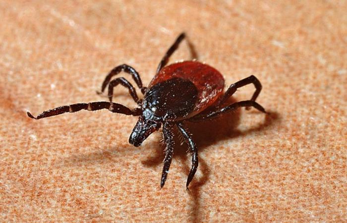 Ticks remain active until the first frost