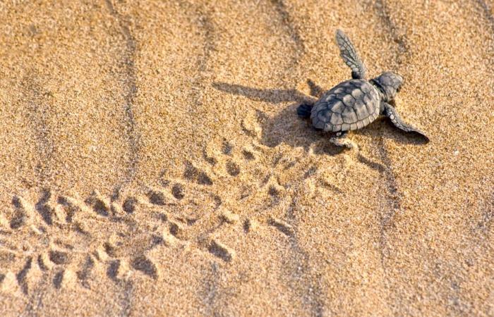 well-protected baby turtles