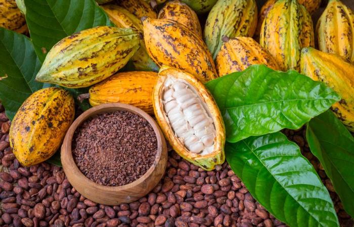 Ivory Coast: the price of cocoa set at 1800 FCFA per kg, an increase of 20% and that of coffee at 1500 FCFA, an increase of 55% (Official)