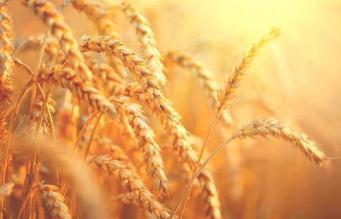 The wheat market is bullish, according to Patricia Le Cadre