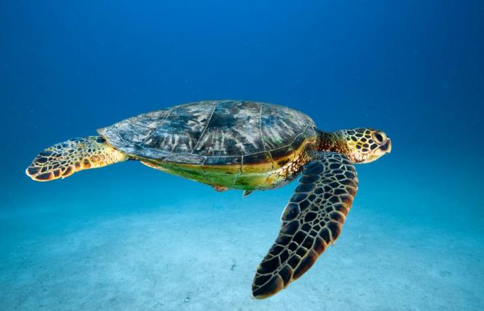 well-protected baby turtles