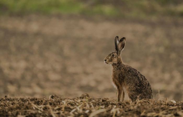 wild animals, the passion of the young photographer